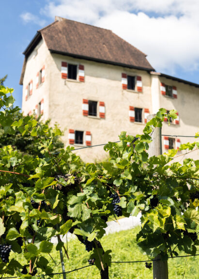 Weinwanderung – Auf den Spuren des Weinbaus in Feldkirch